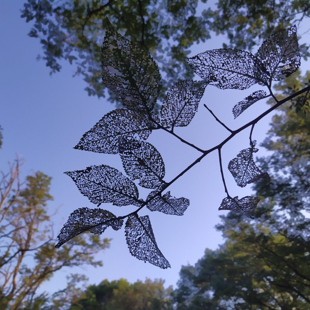 AllegoryNude2025sept